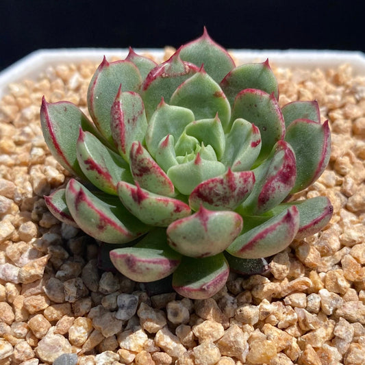 Echeveria magic compass