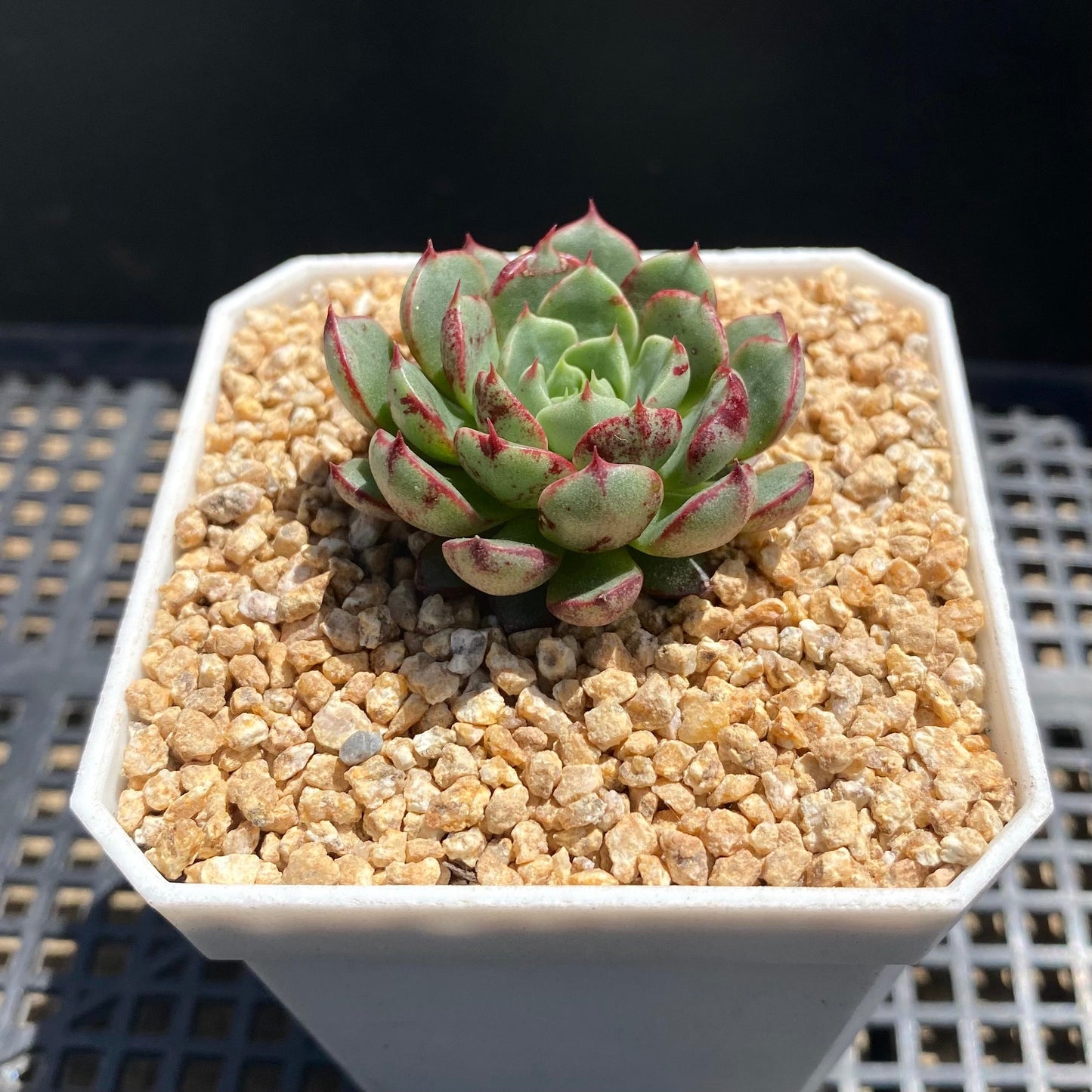 Echeveria magic compass