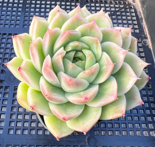 Echeveria malgan S
