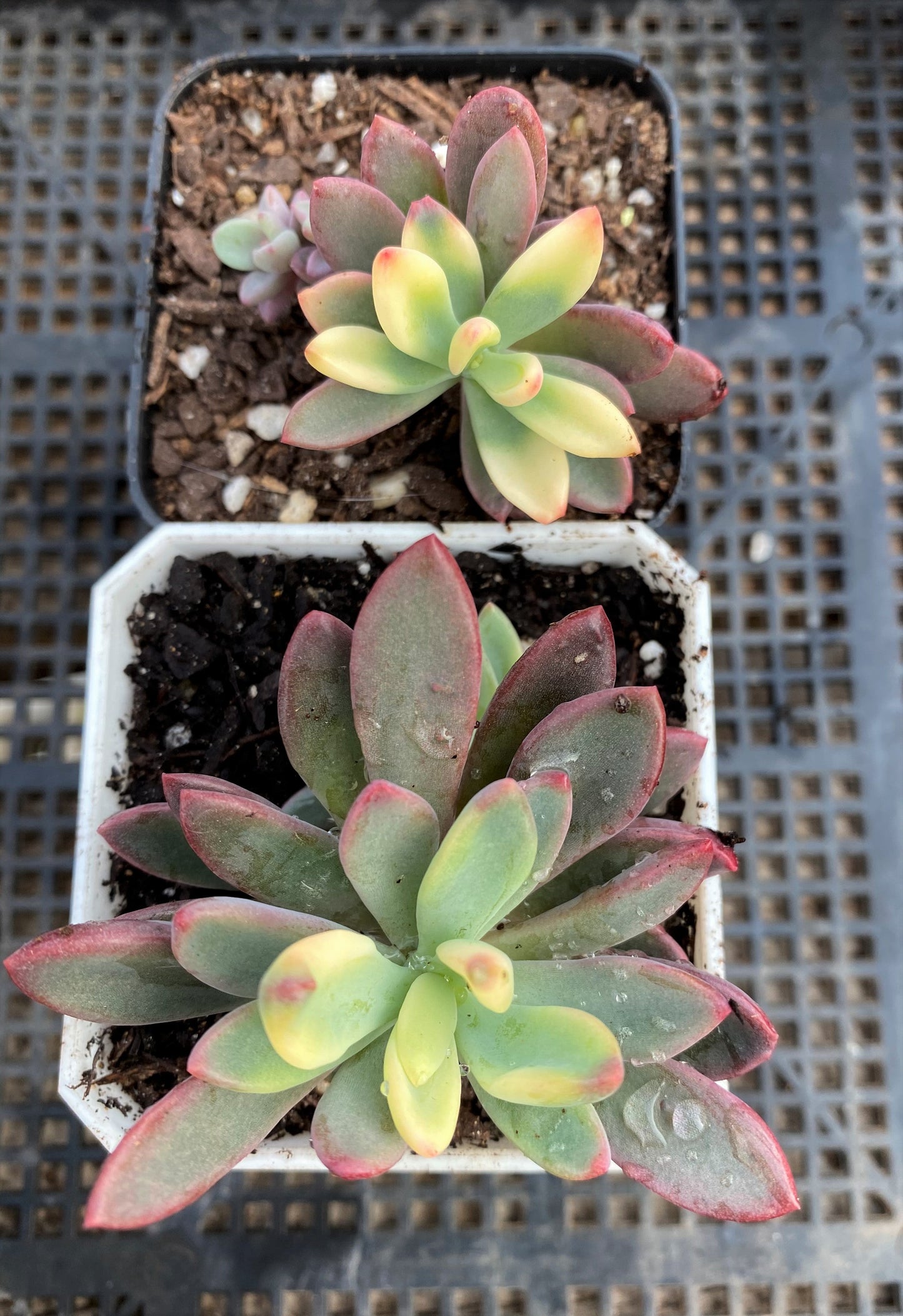 Echeveria Manaudes variegata