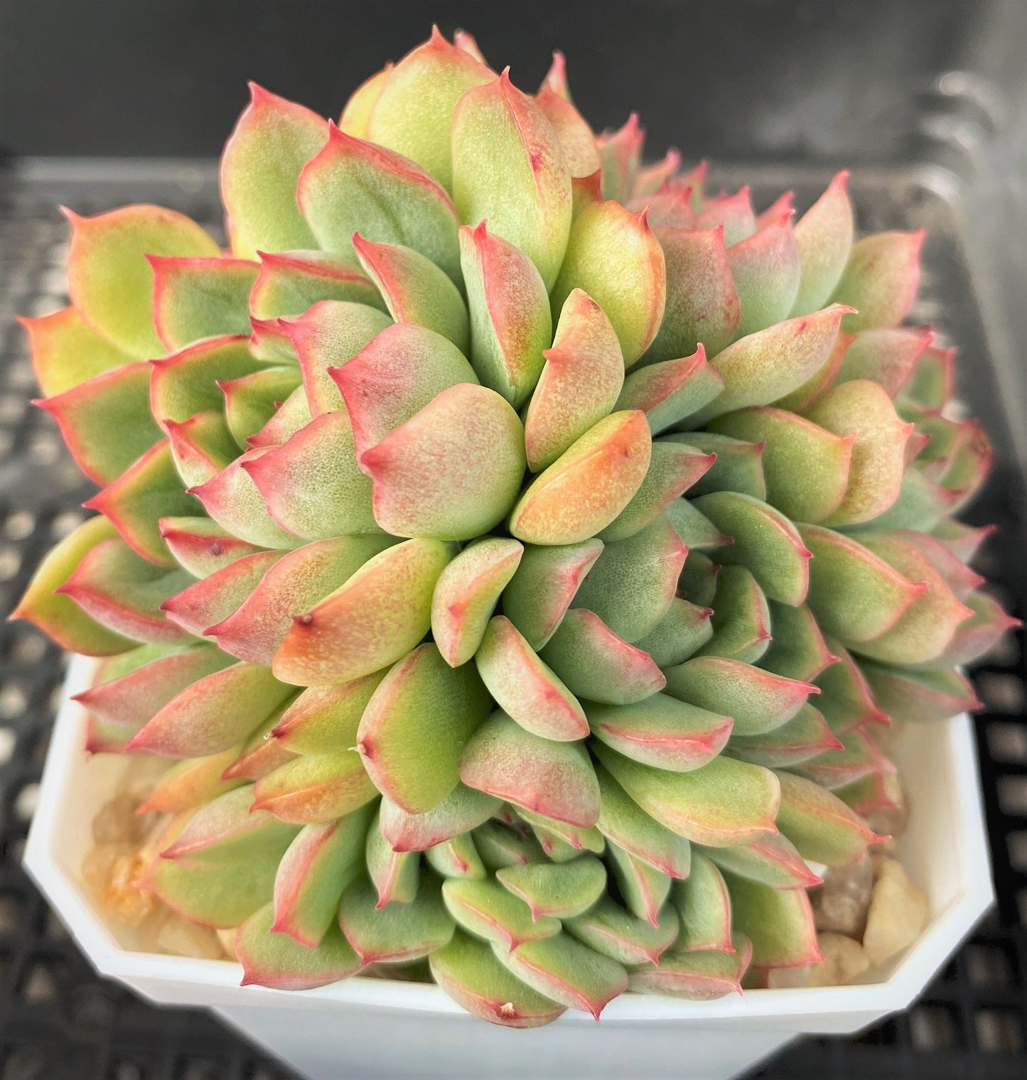 Echeveria mebina