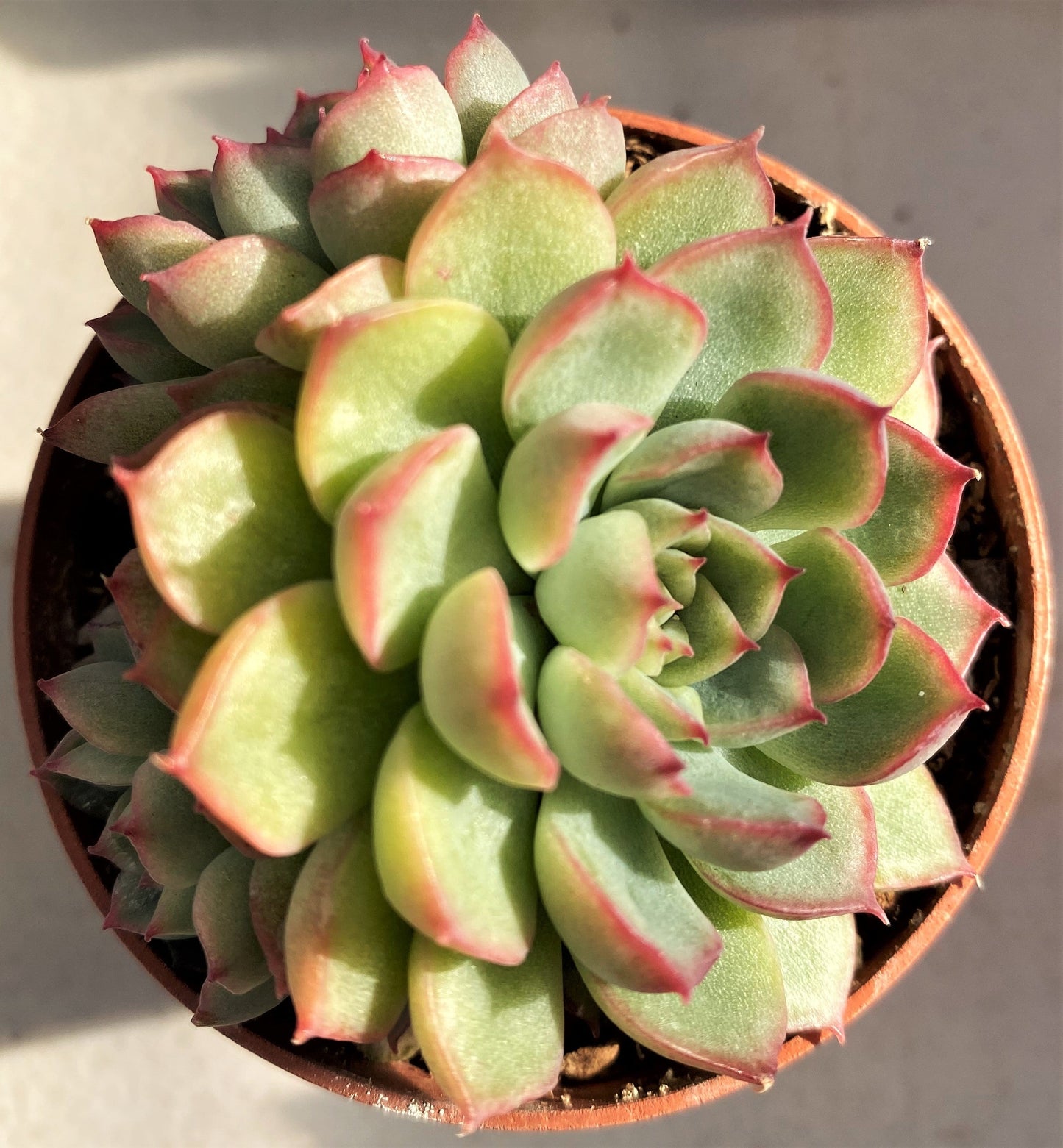 Echeveria mebina