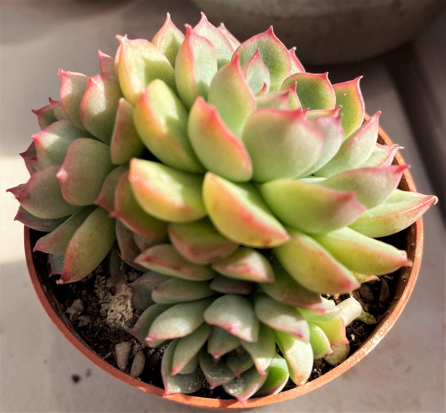 Echeveria mebina