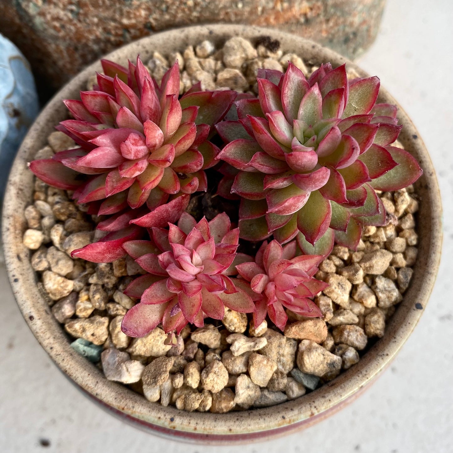 Echeveria mebina
