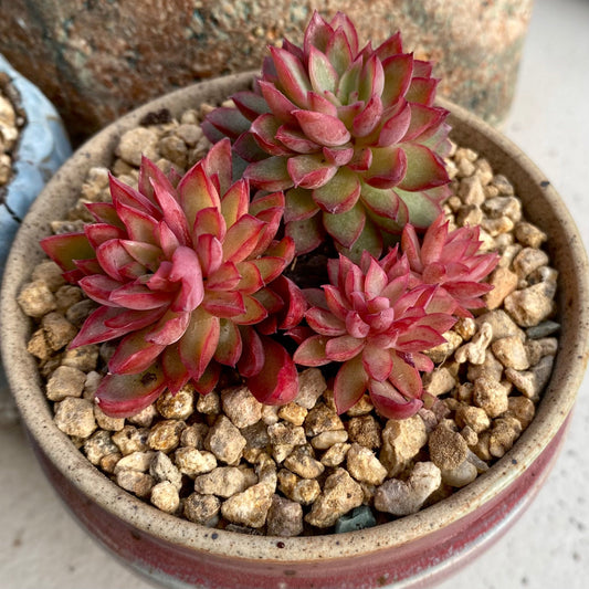 Echeveria mebina