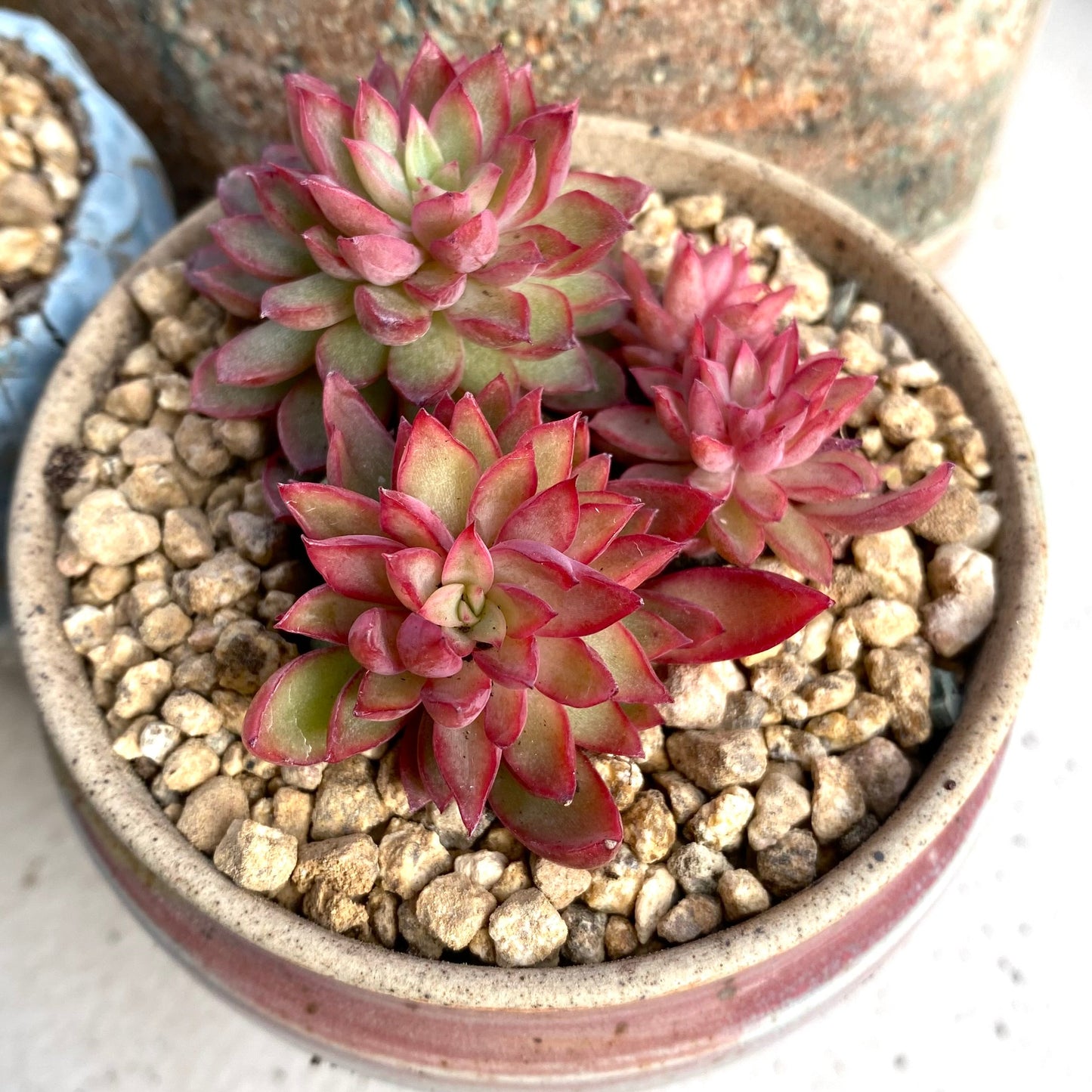 Echeveria mebina
