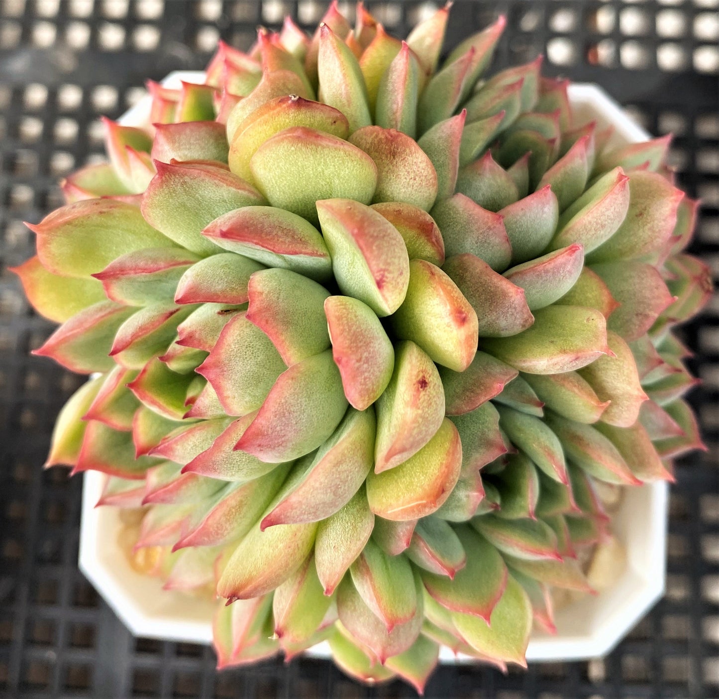 Echeveria mebina
