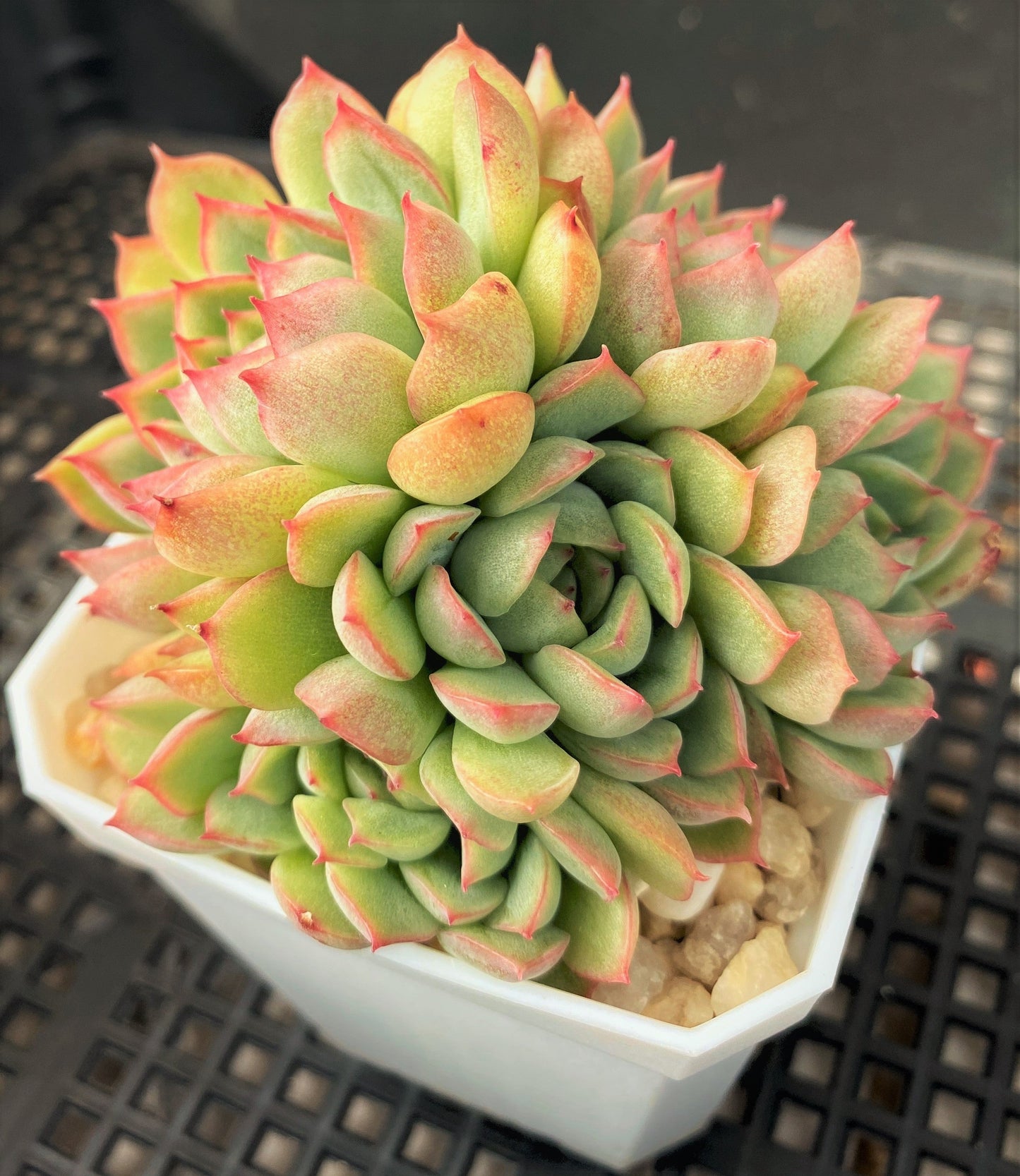 Echeveria mebina