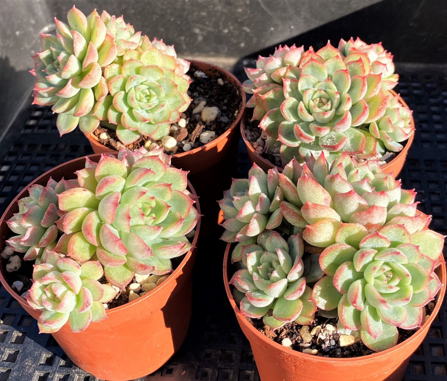 Echeveria mebina