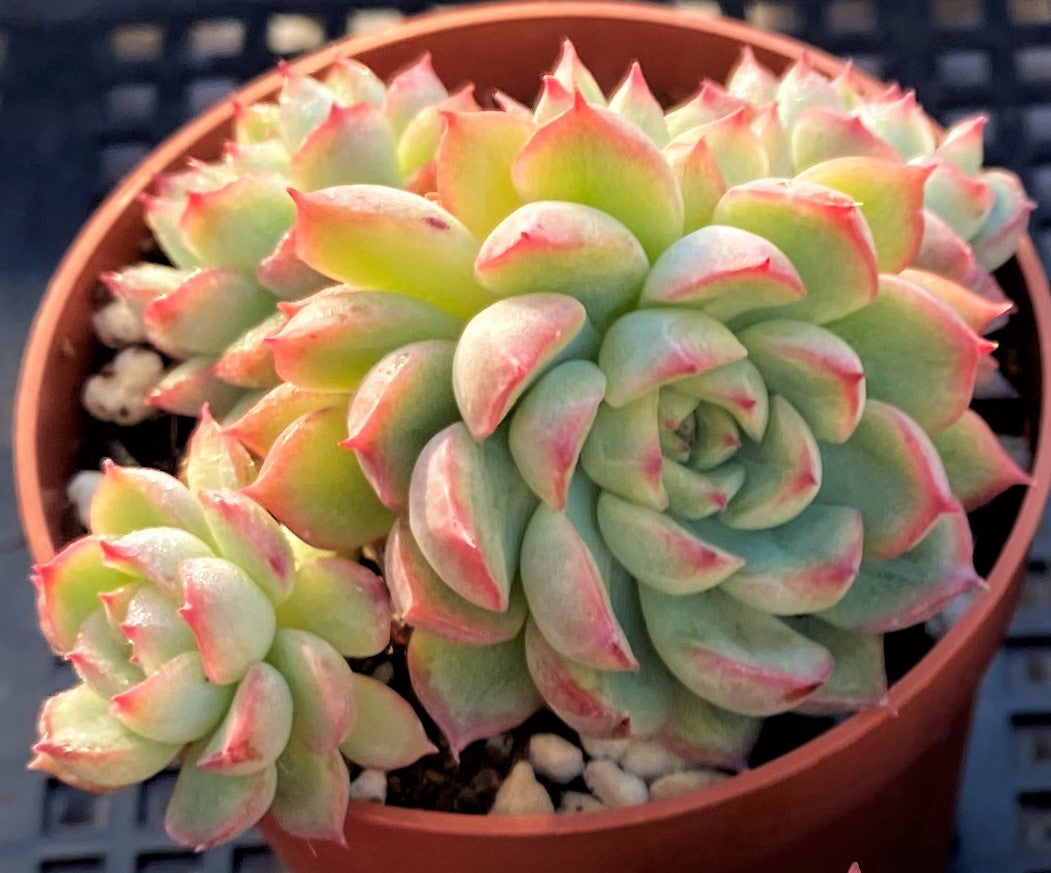 Echeveria mebina