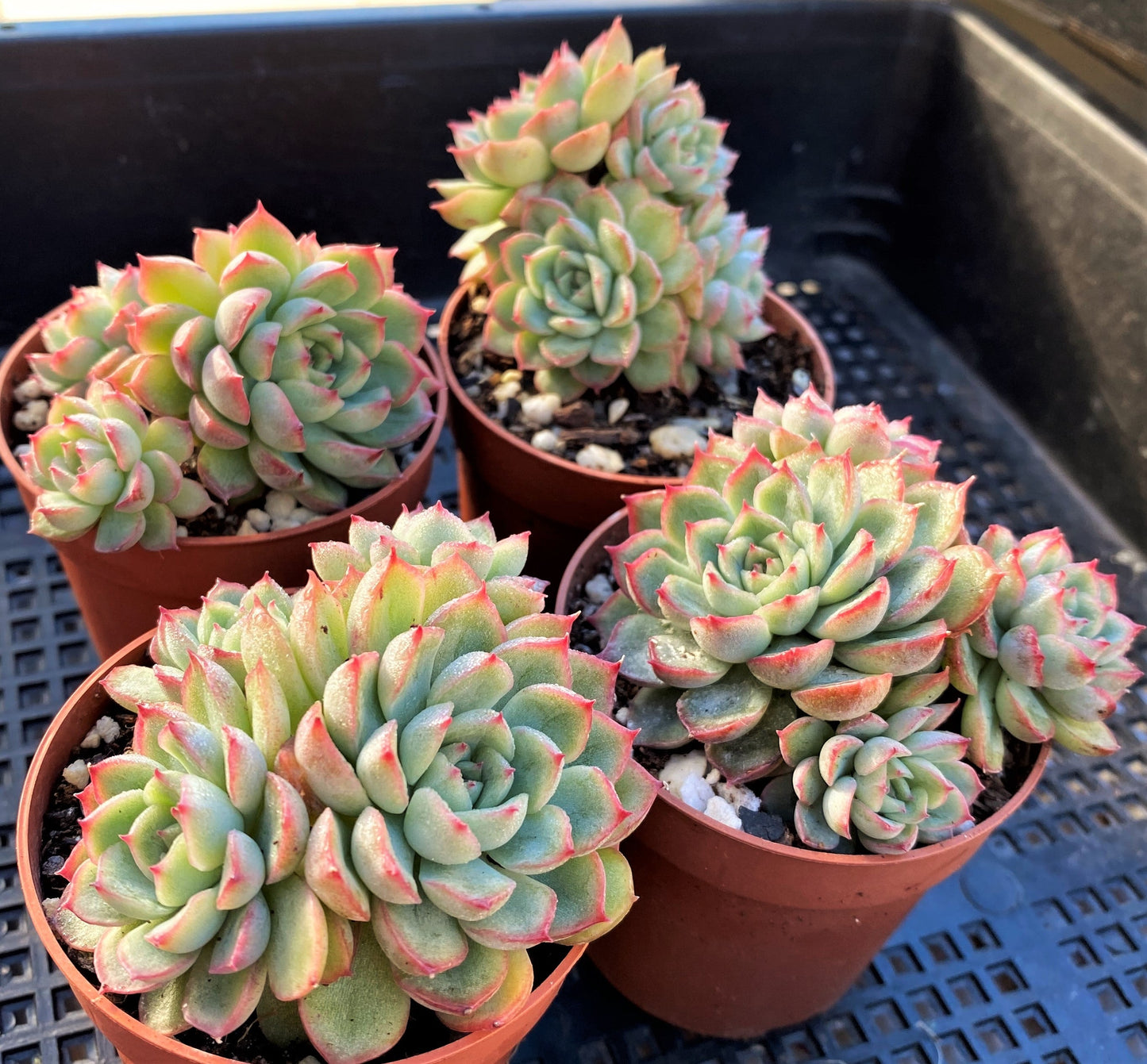 Echeveria mebina