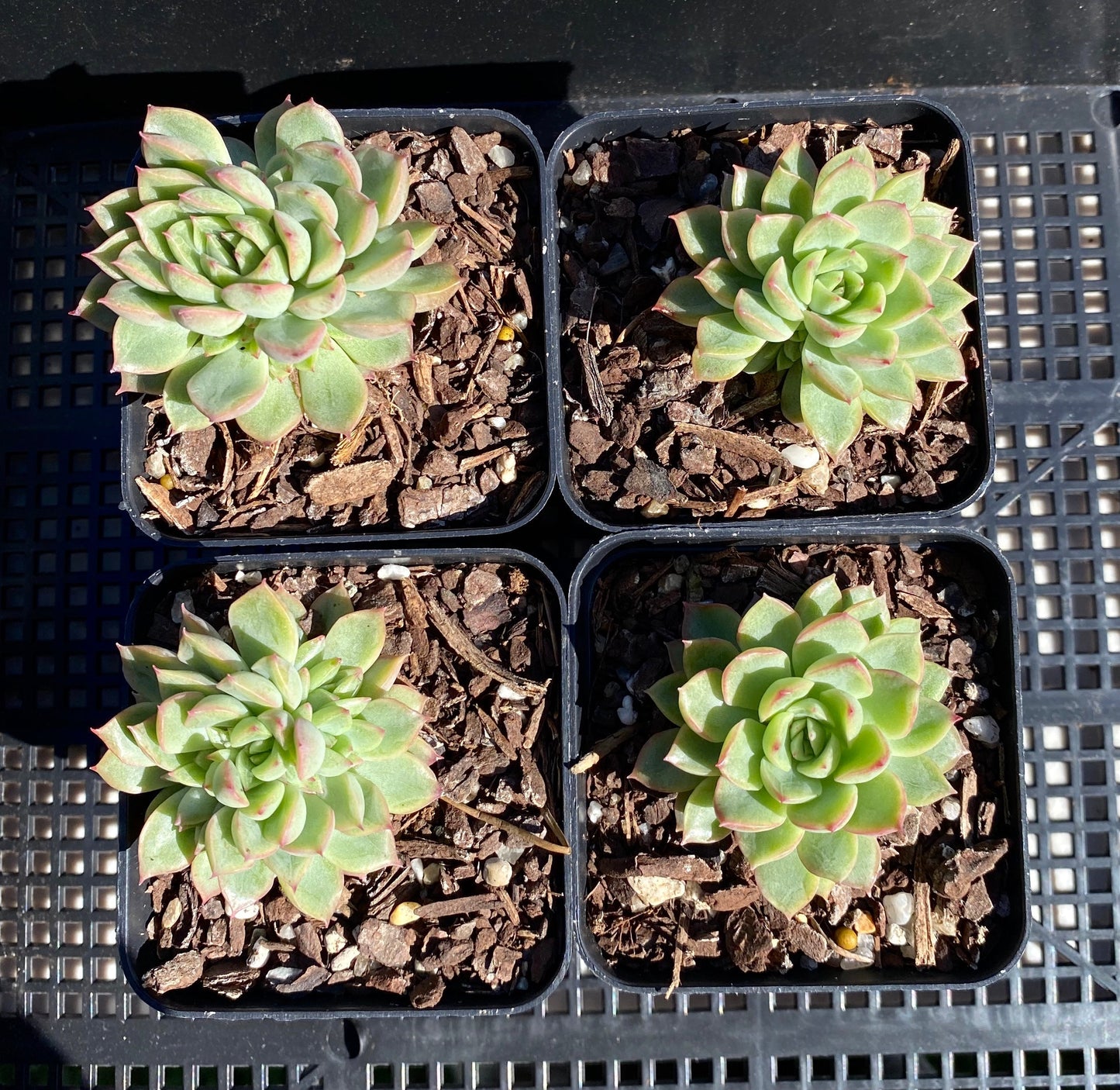 Echeveria mebina