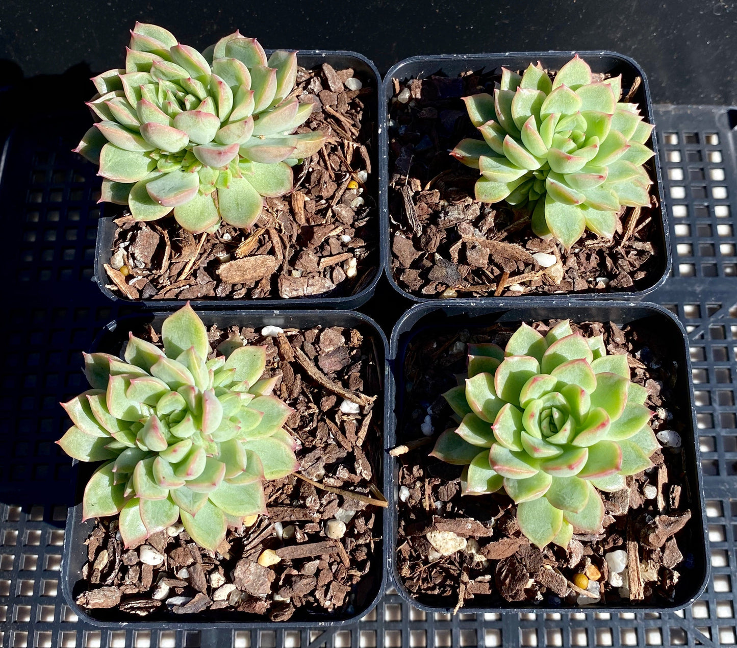 Echeveria mebina