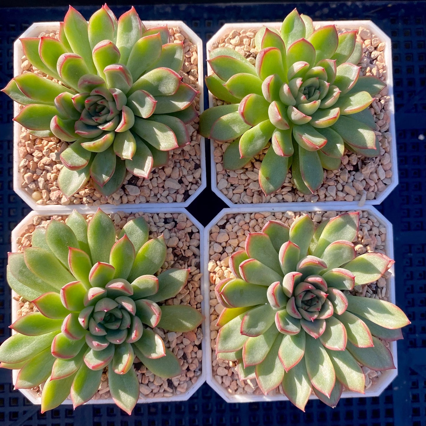Echeveria mebina