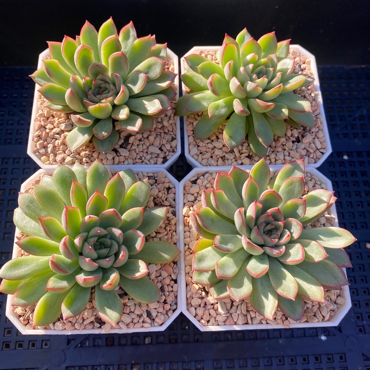 Echeveria mebina