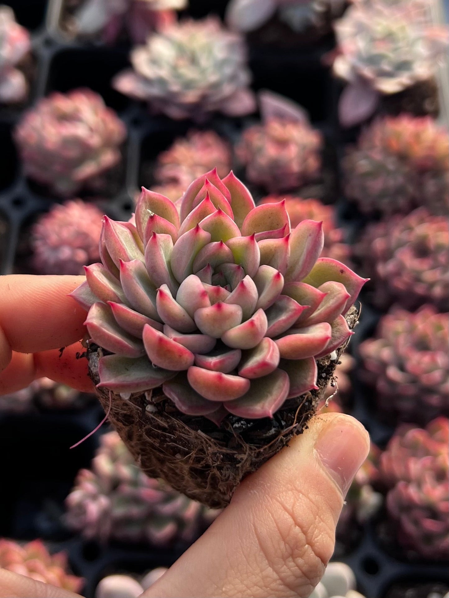 Echeveria mebina