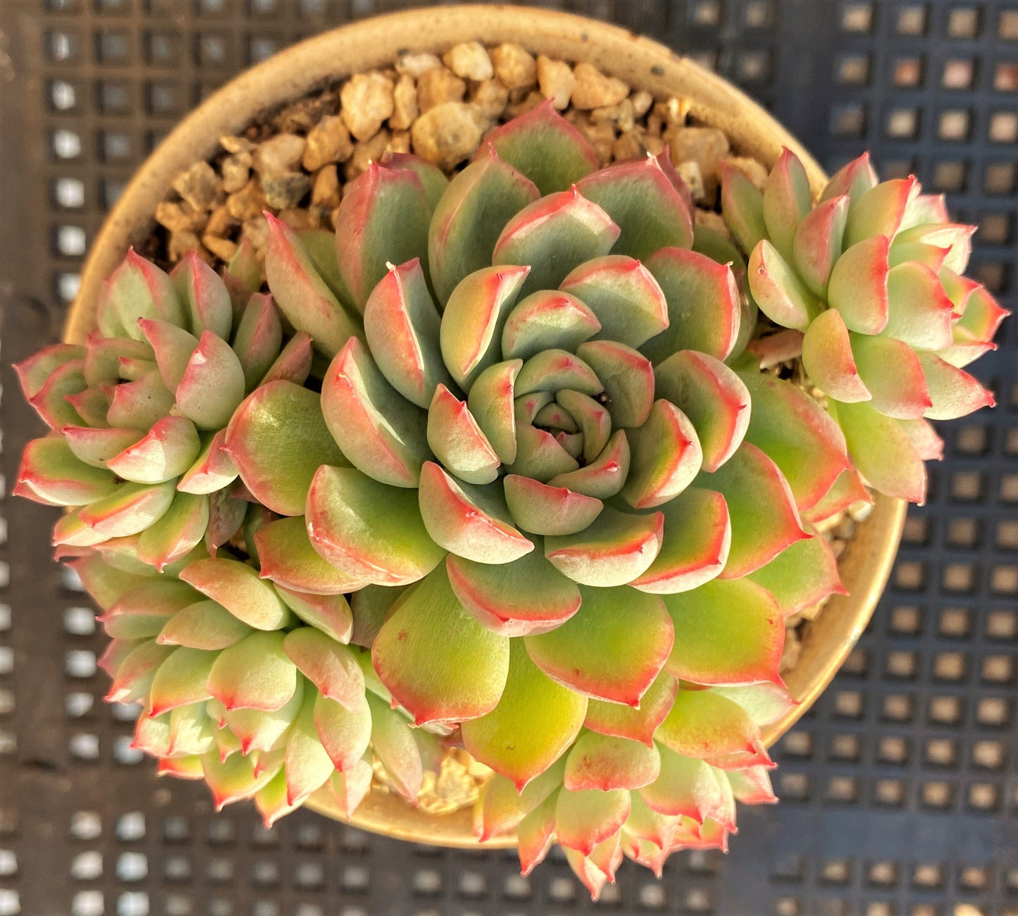 Echeveria mebina