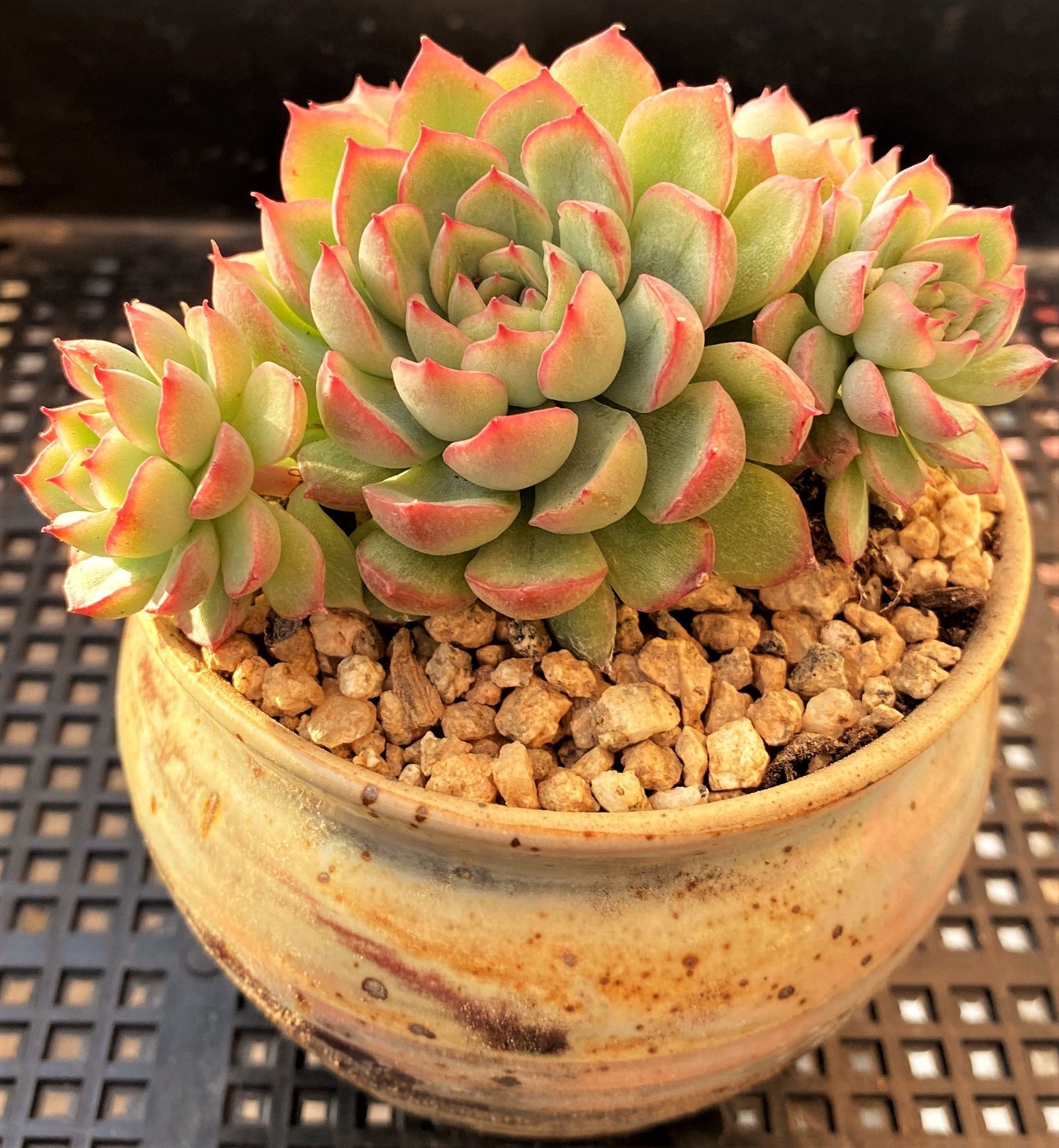 Echeveria mebina