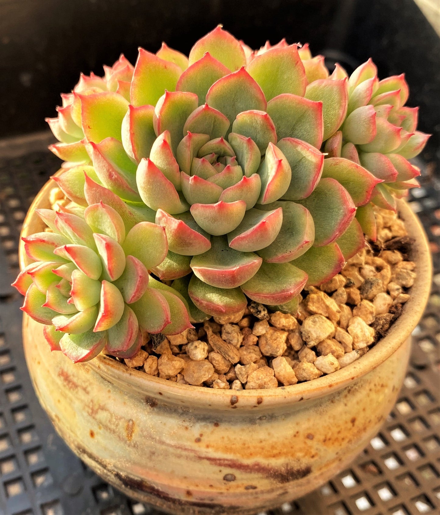 Echeveria mebina