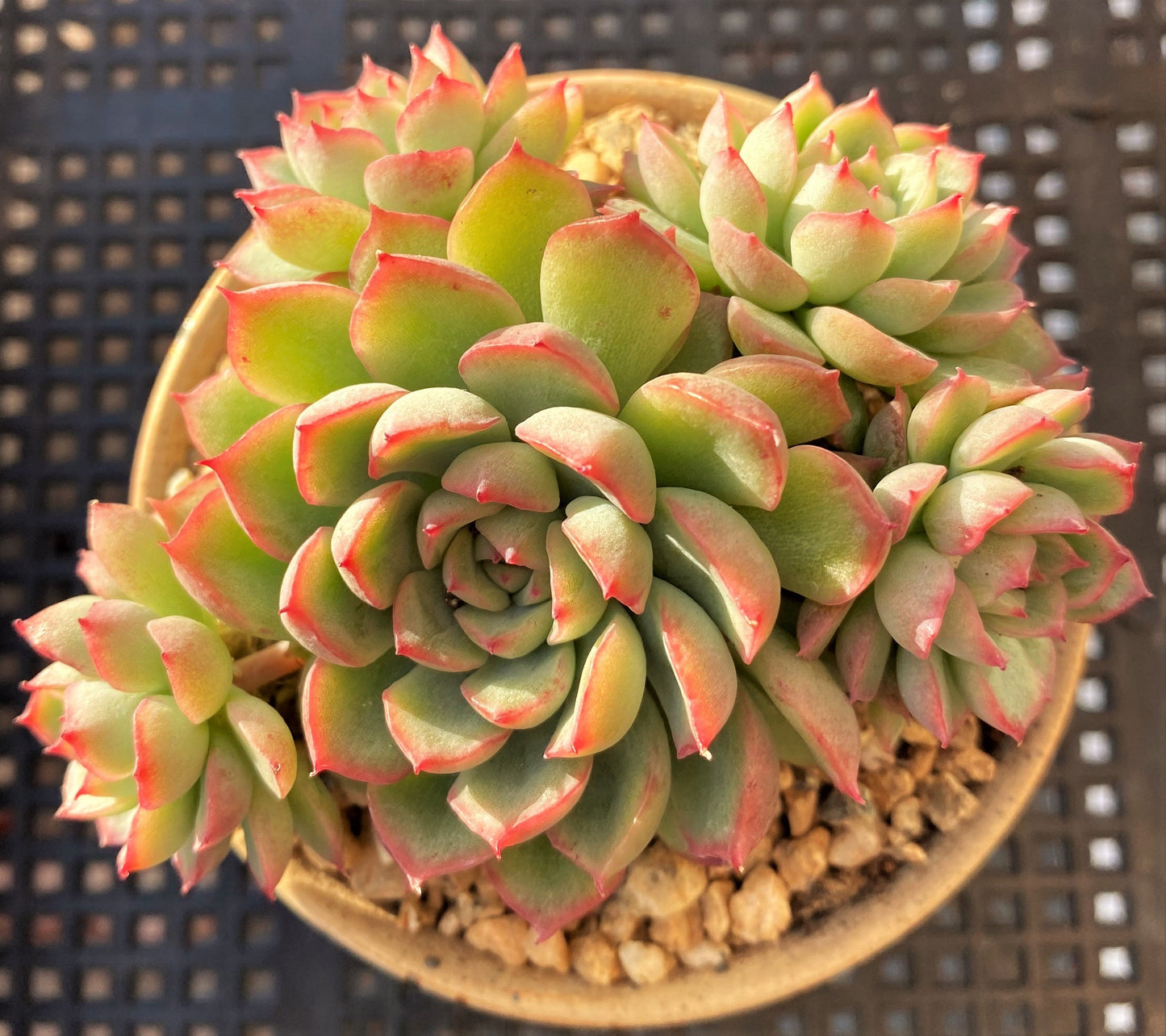 Echeveria mebina