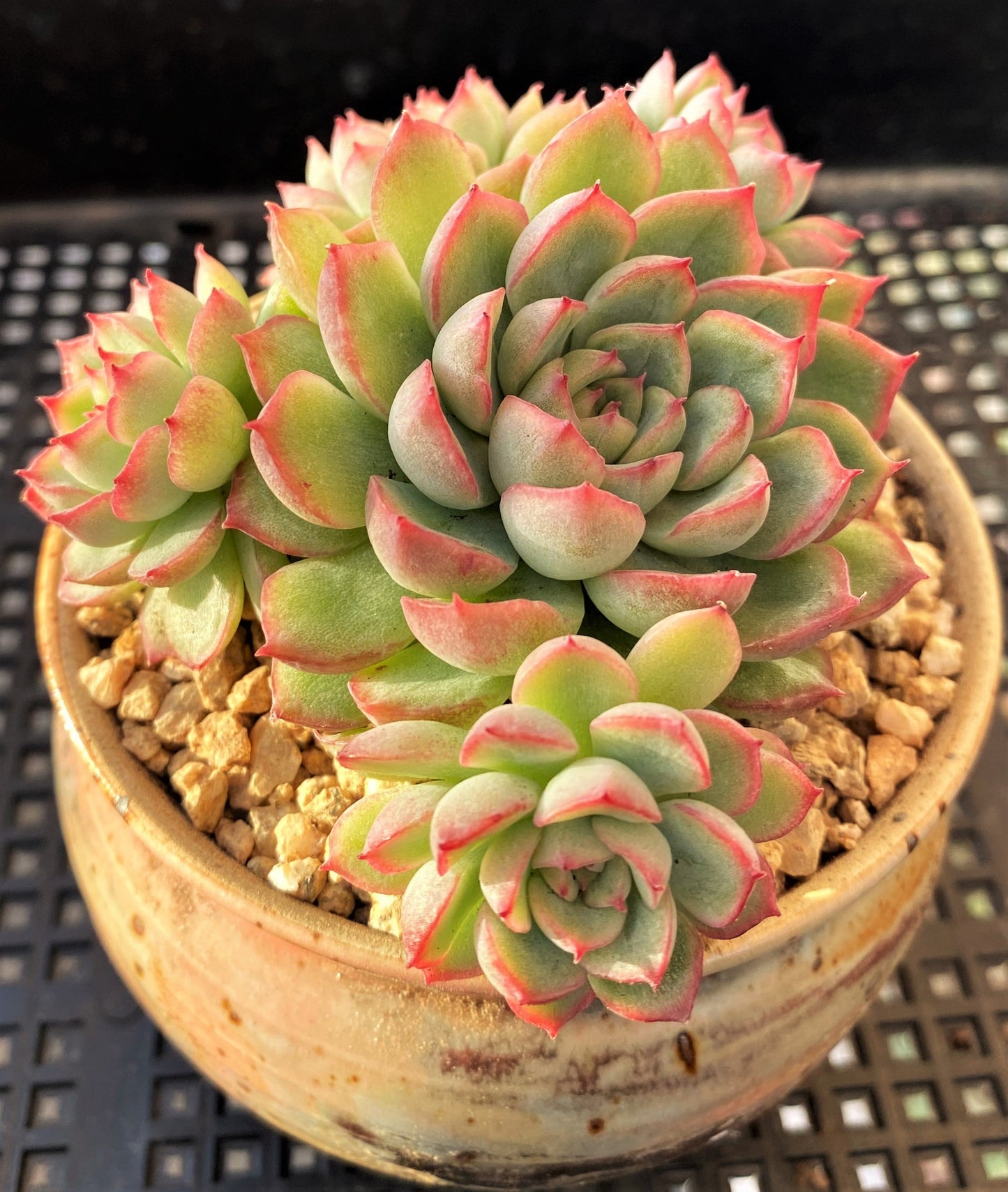 Echeveria mebina