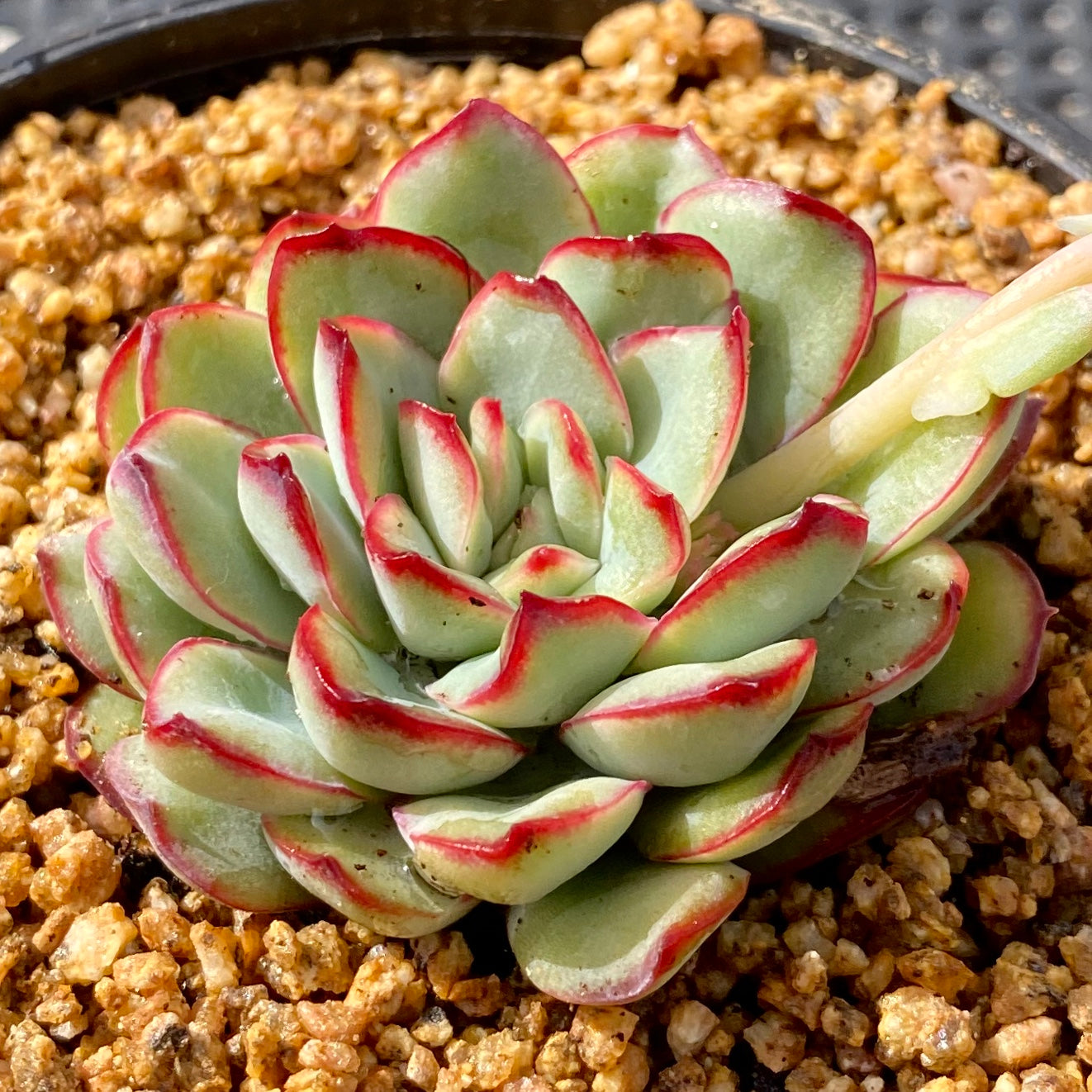 Echeveria Mexican pulidonis
