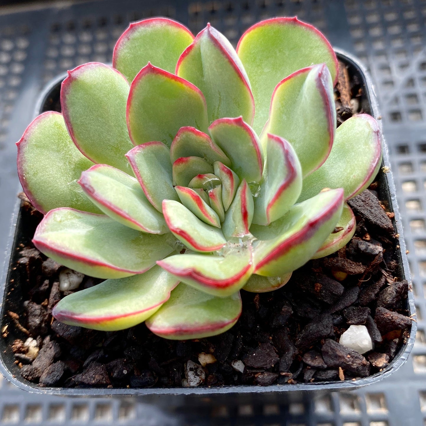 Echeveria Mexican pulidonis