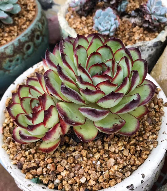 Echeveria Mexican pulidonis