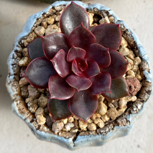 Echeveria mina