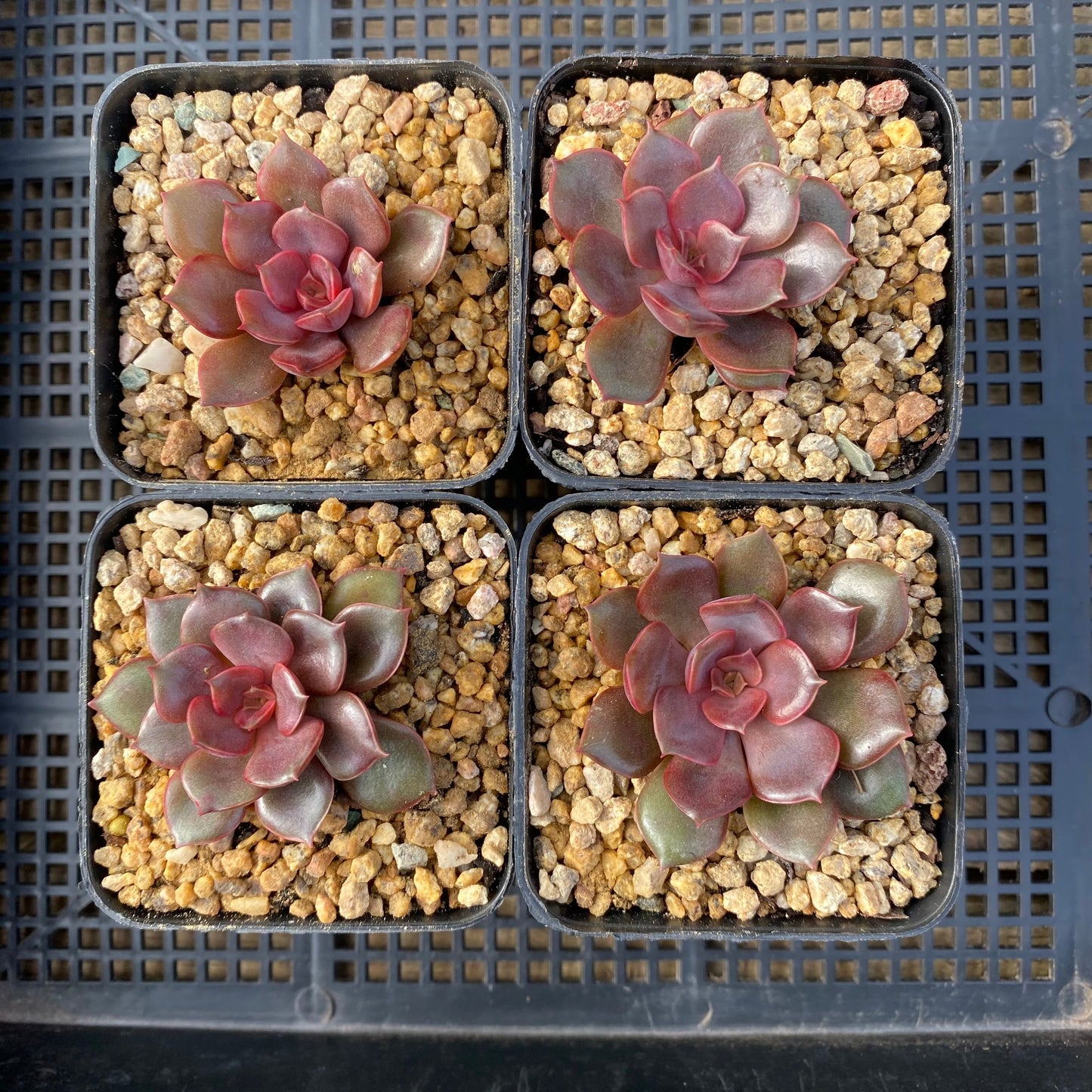 Echeveria mina
