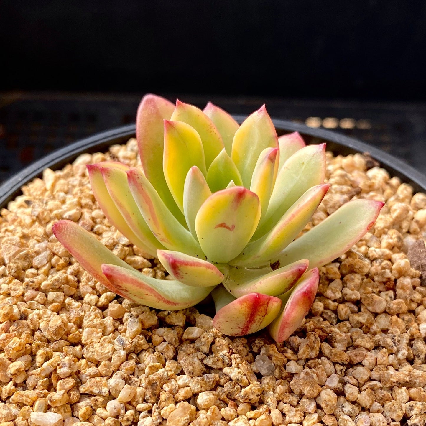 Echeveria minibell variegata