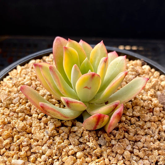 Echeveria minibell variegata