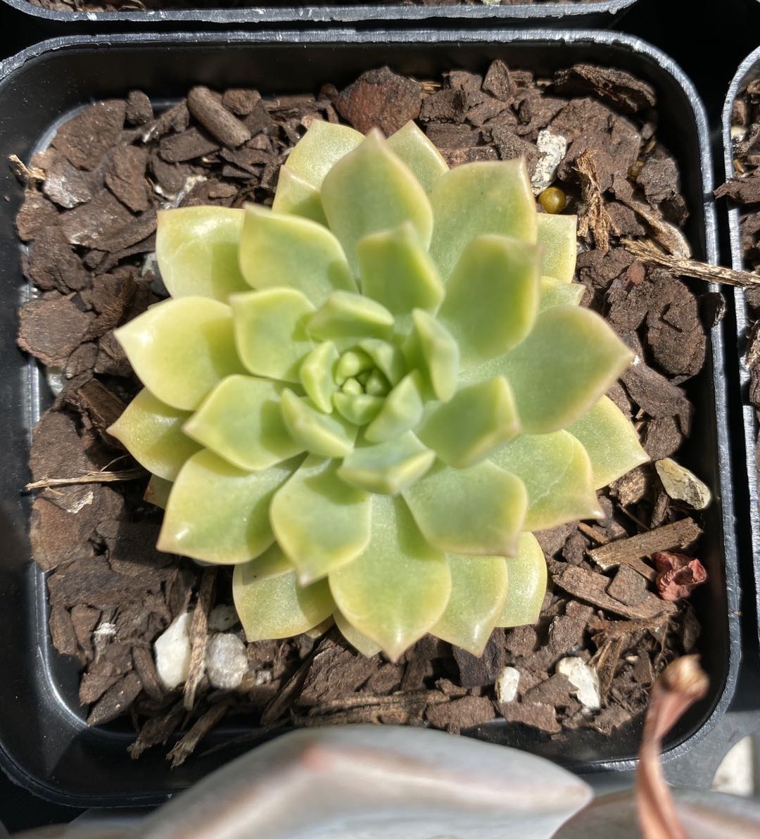 Echeveria minibell variegata