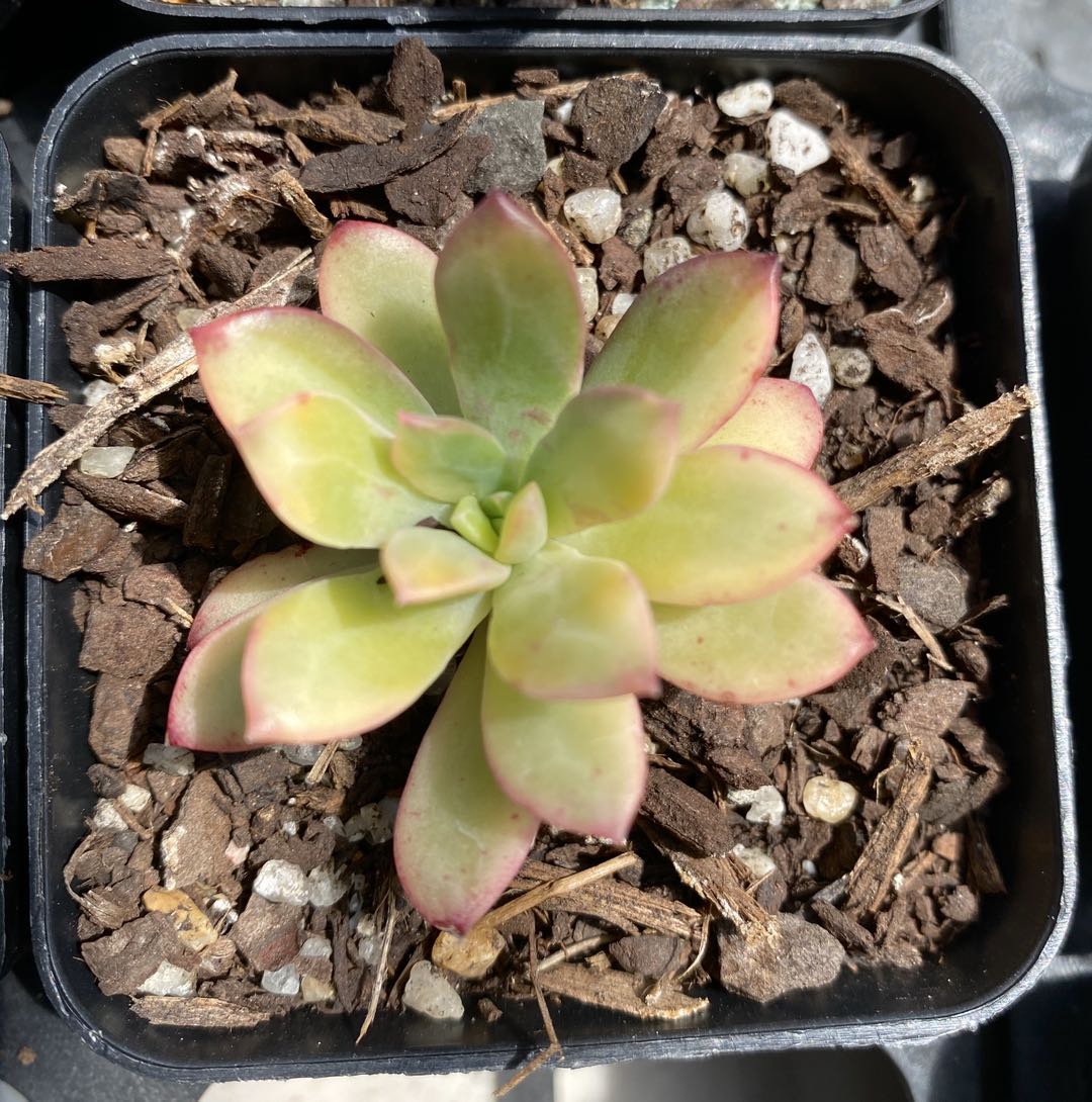Echeveria minibell variegata