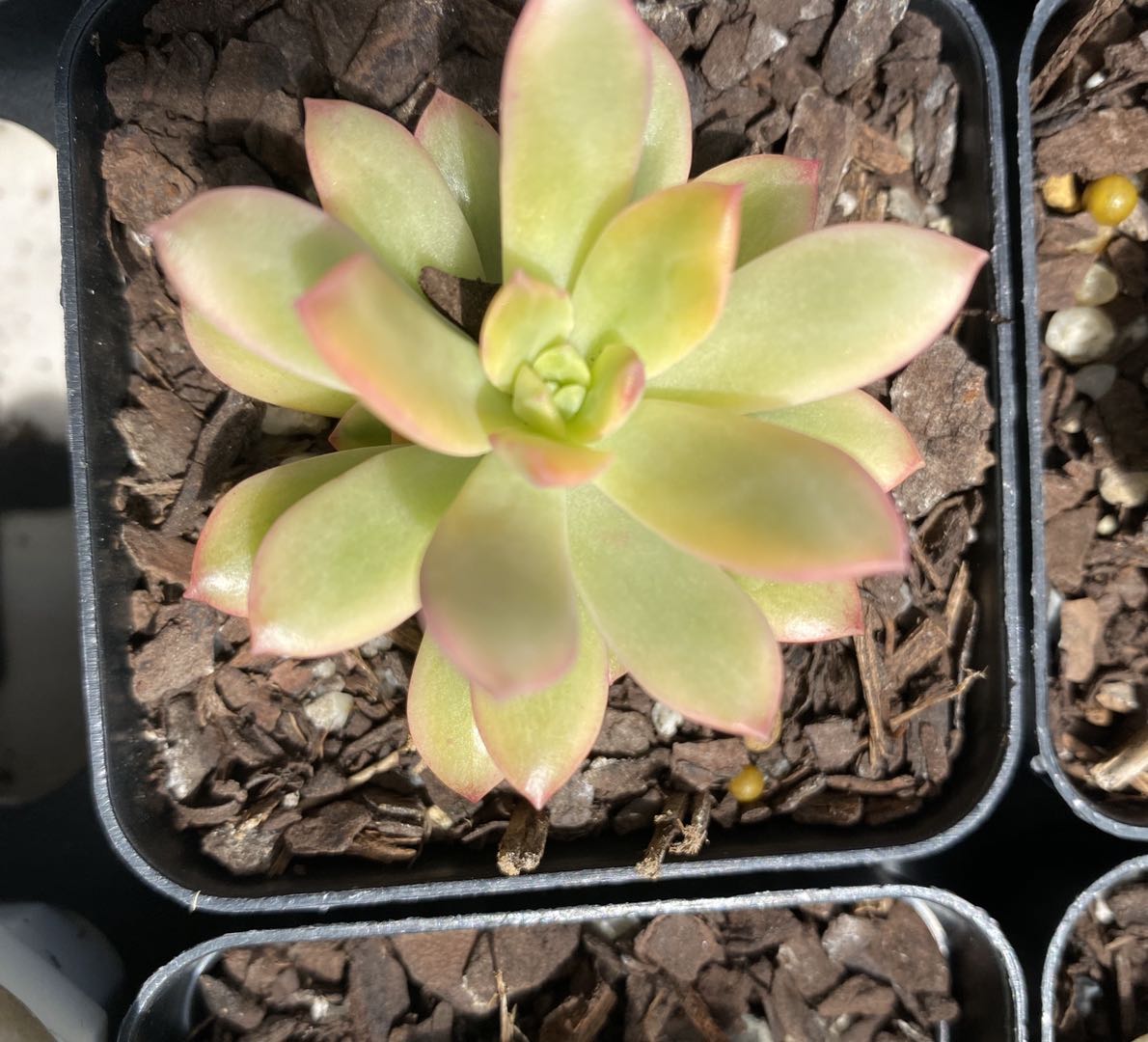 Echeveria minibell variegata
