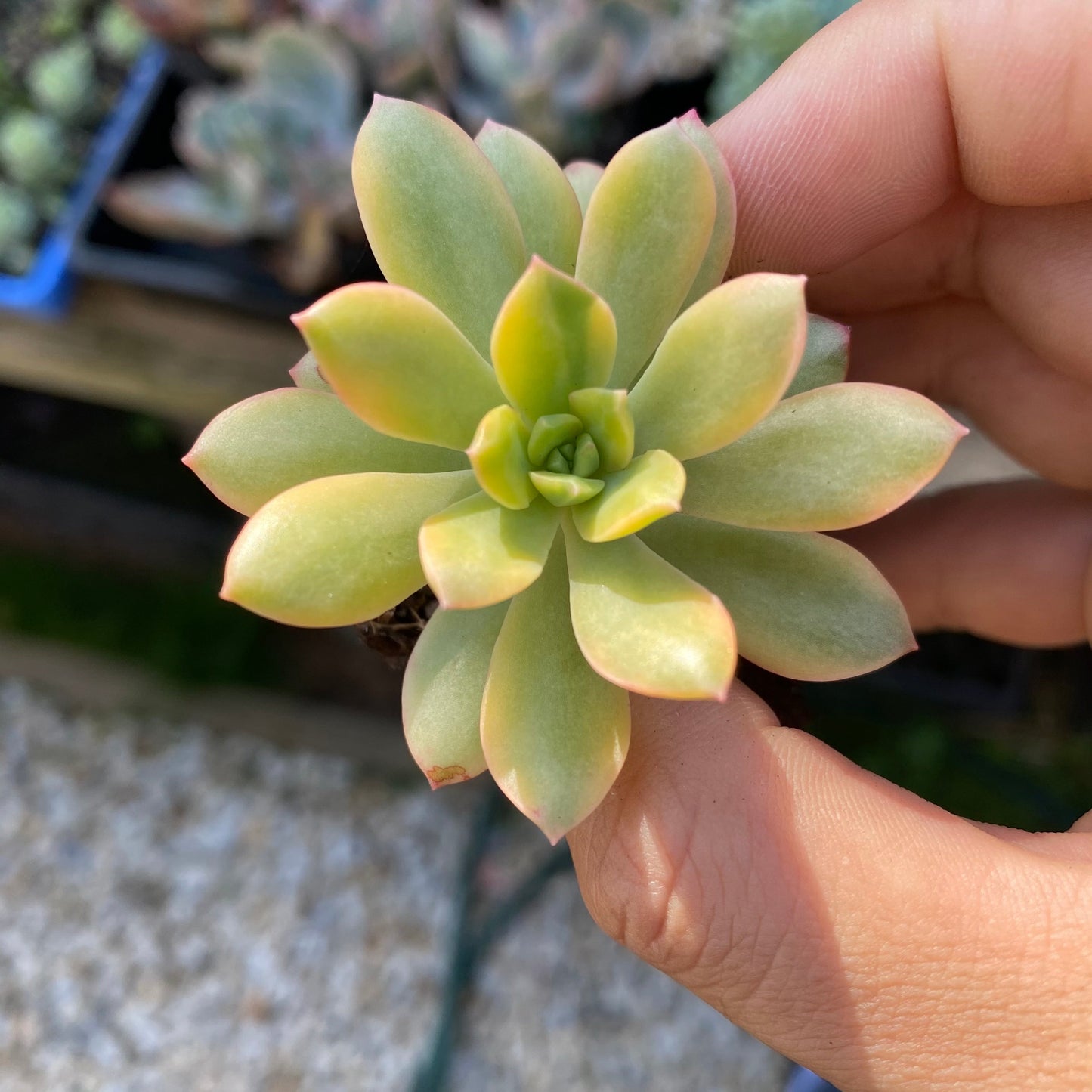 Echeveria minibell variegata