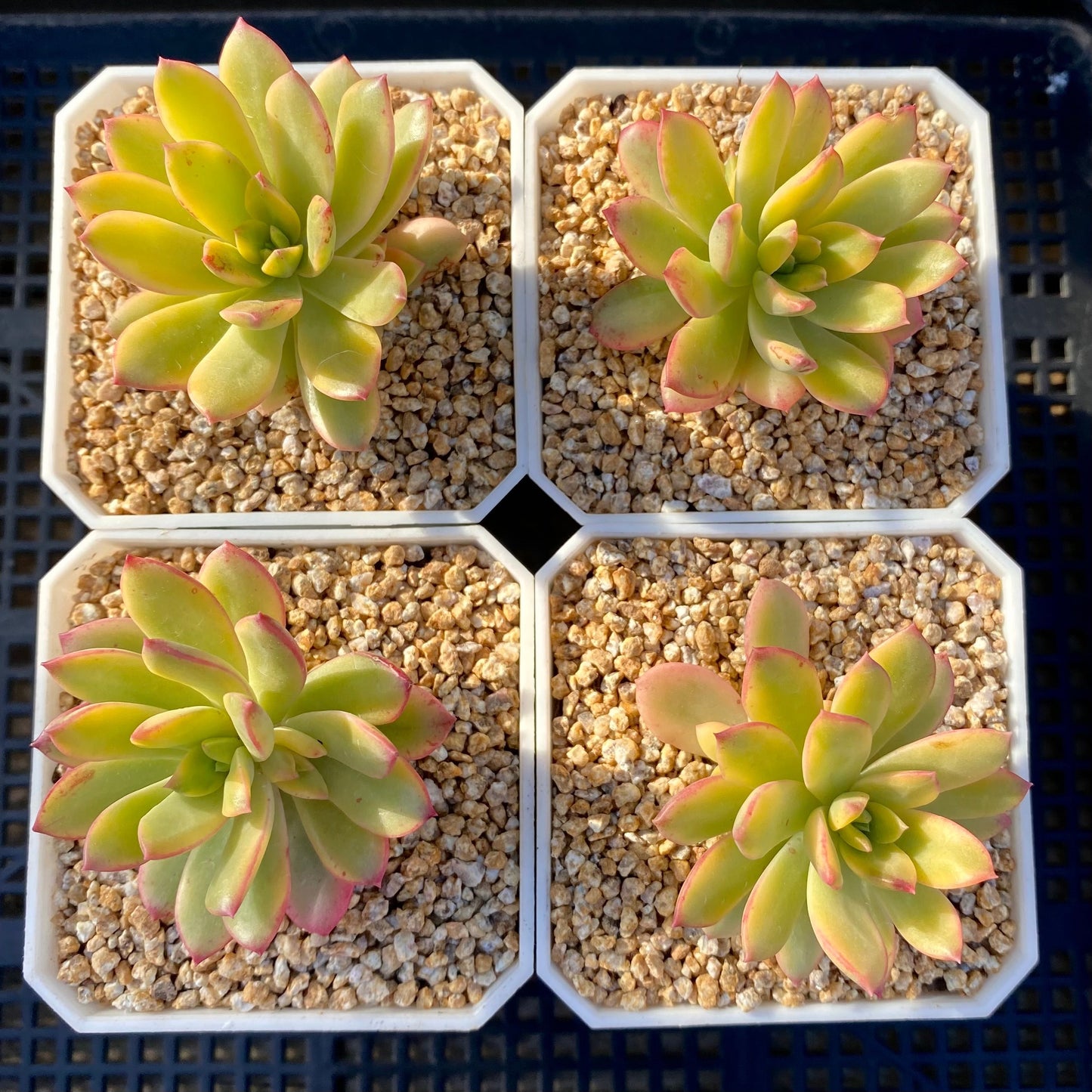 Echeveria minibell variegata
