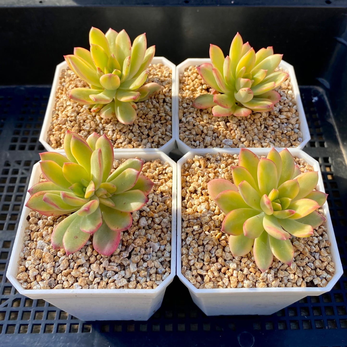 Echeveria minibell variegata