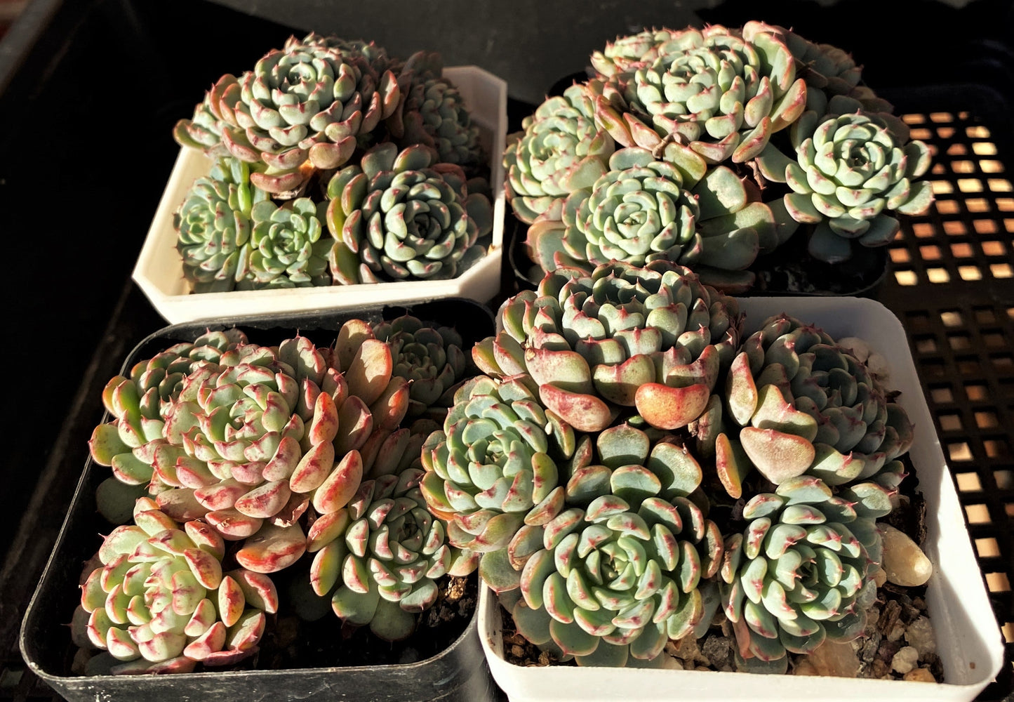 Echeveria minima A