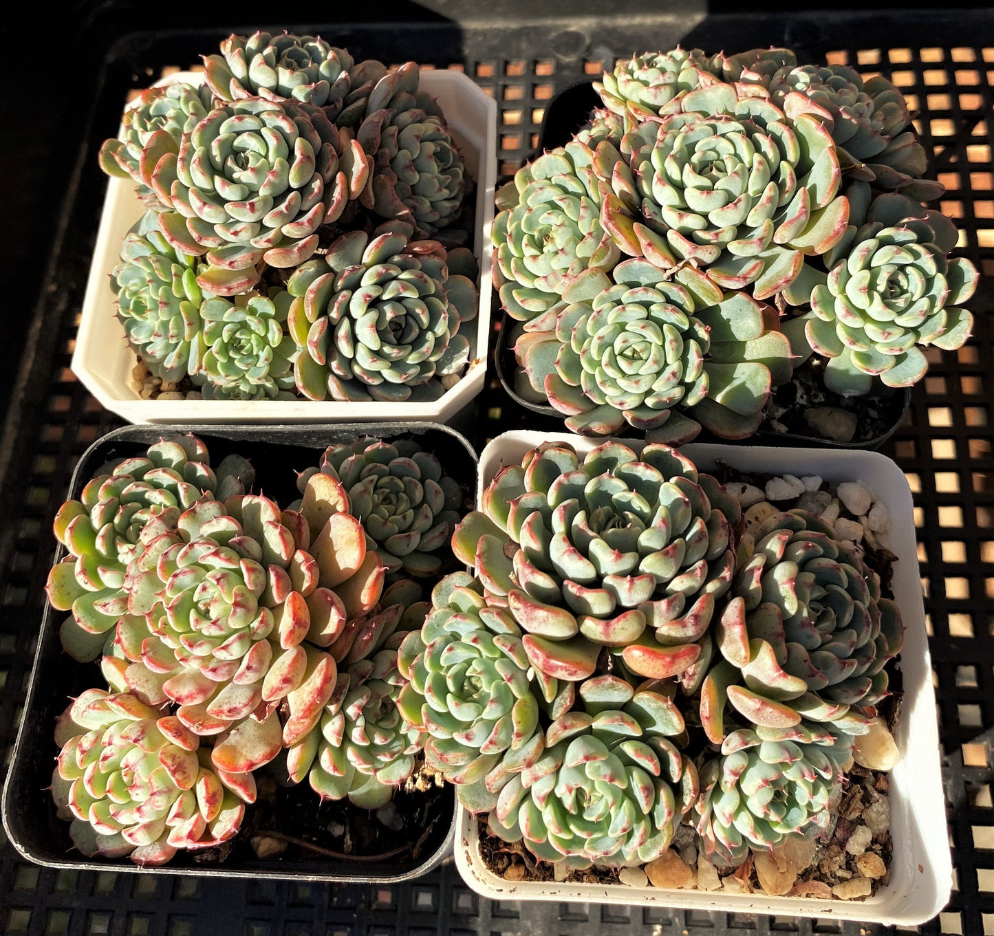 Echeveria minima A