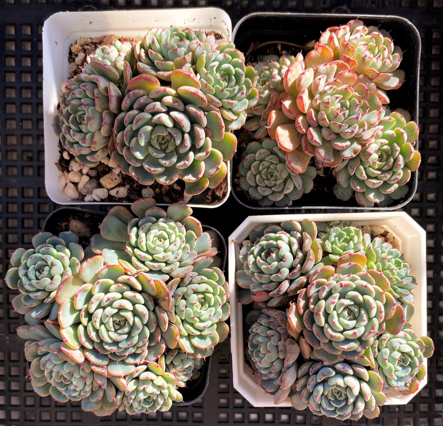 Echeveria minima A