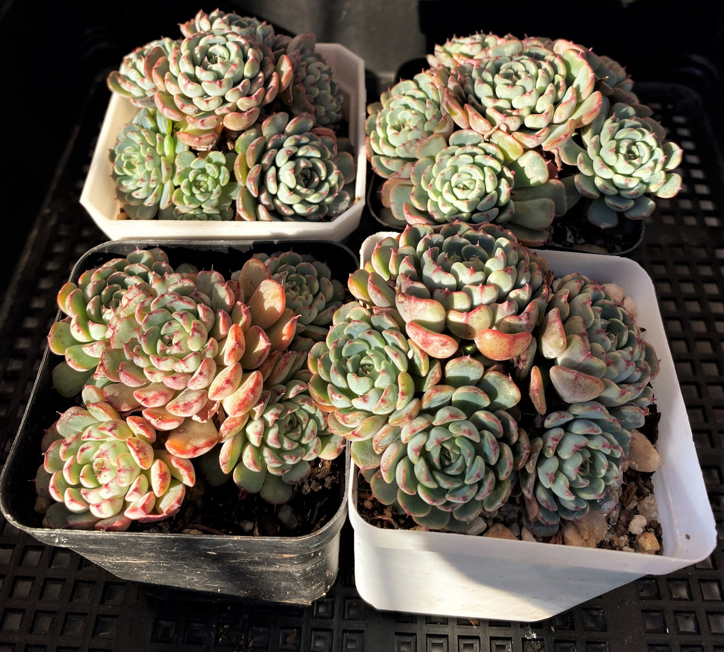 Echeveria minima A