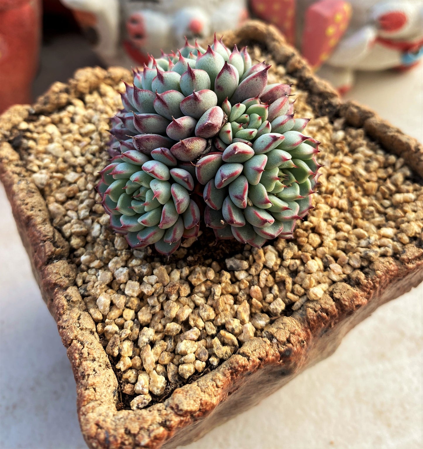 Echeveria minima B