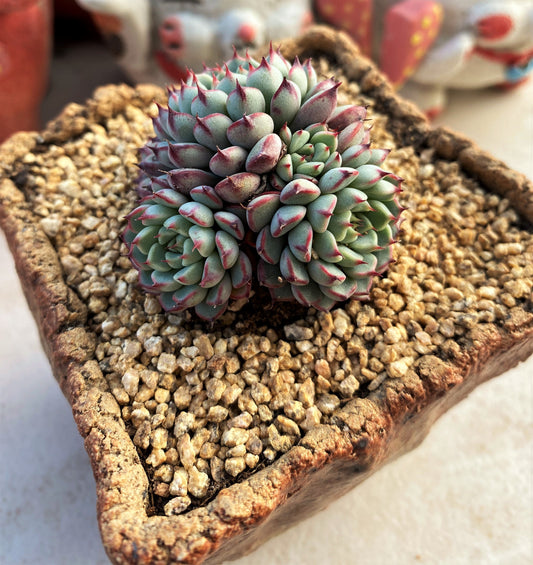 Echeveria minima B