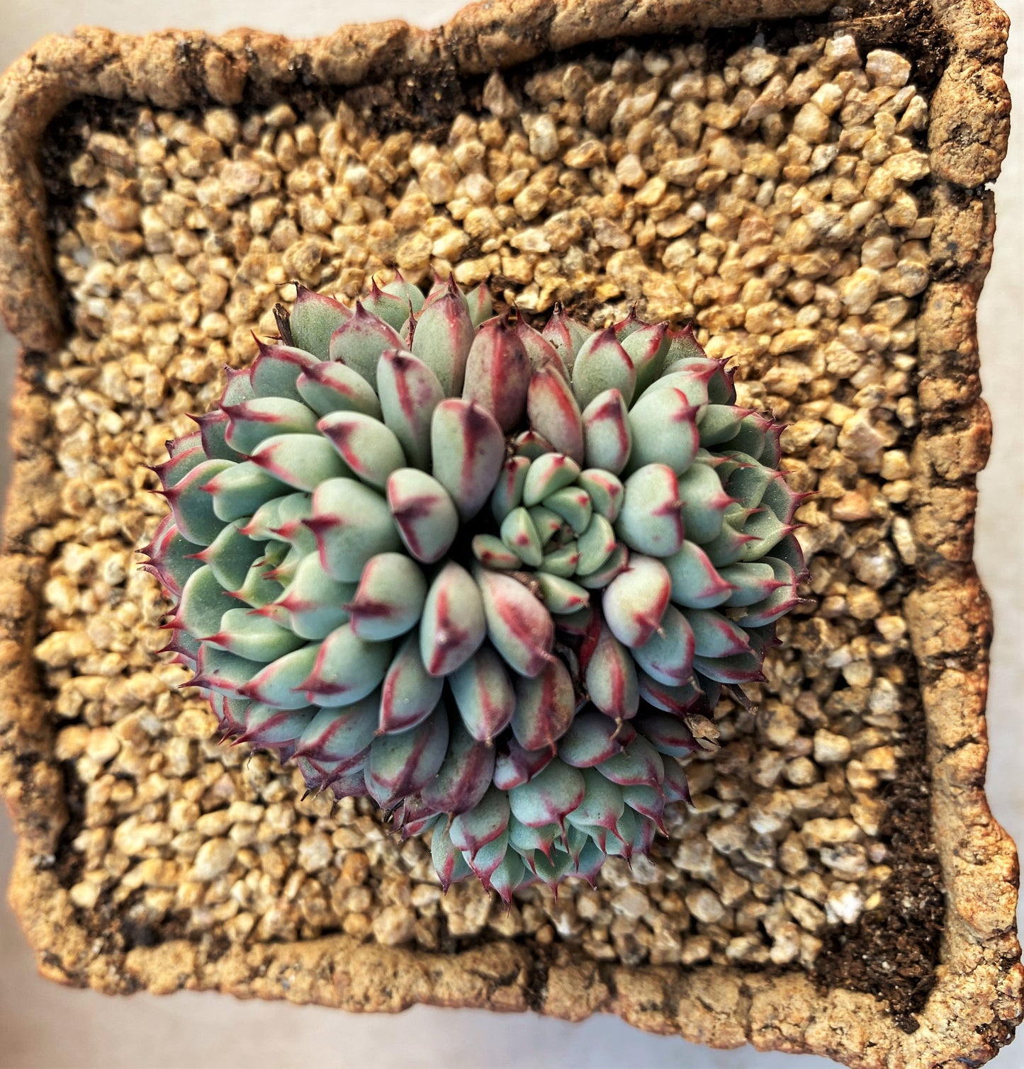Echeveria minima B