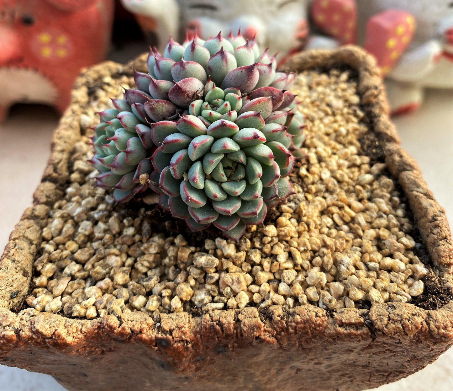 Echeveria minima B