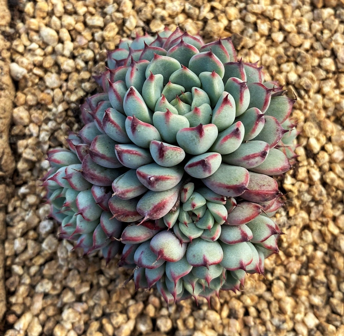 Echeveria minima B