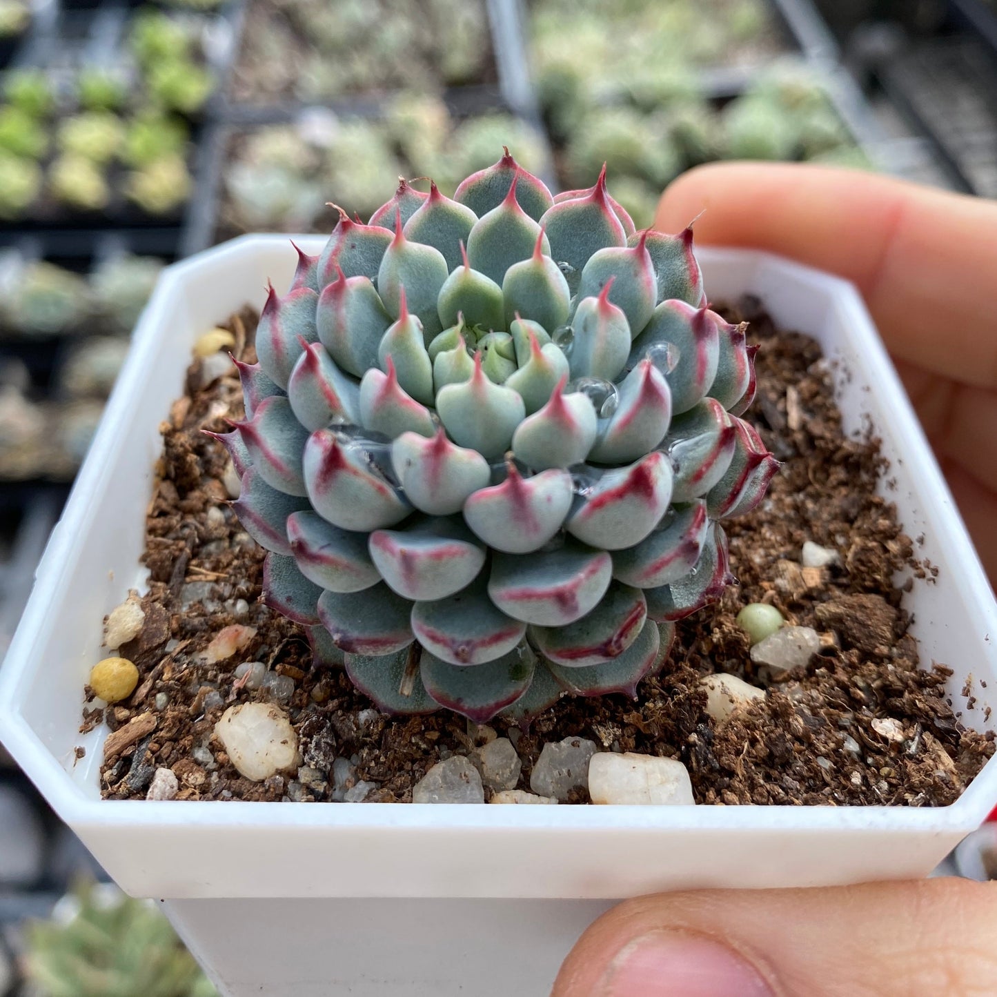 Echeveria minima B