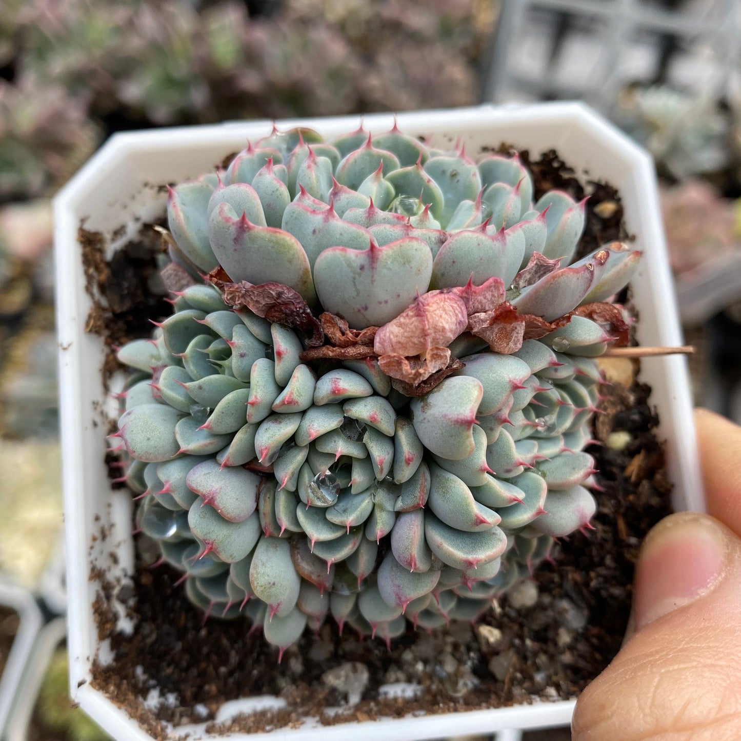 Echeveria minima A