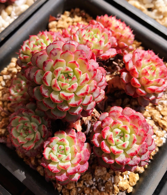 Echeveria minima C